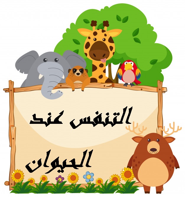 الجهاز التنفسي أعضاء التنفس لدى الإنسان مدرستي